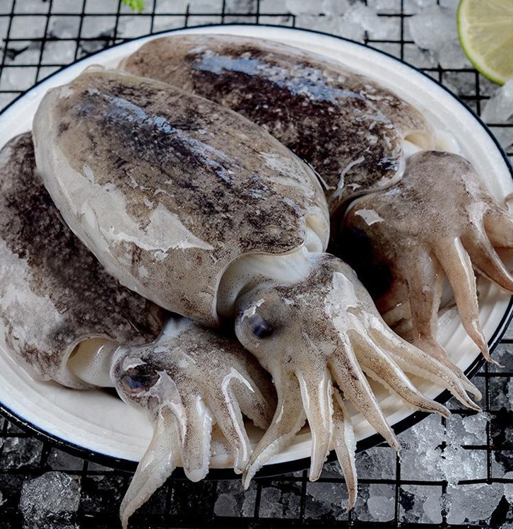 摩洛哥冷凍墨魚進(jìn)口報(bào)關(guān)費(fèi)用 摩洛哥冷凍墨魚進(jìn)口報(bào)關(guān)費(fèi)用