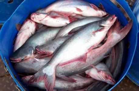 1569376888429255.png 水產(chǎn)品進(jìn)口清關(guān)代理