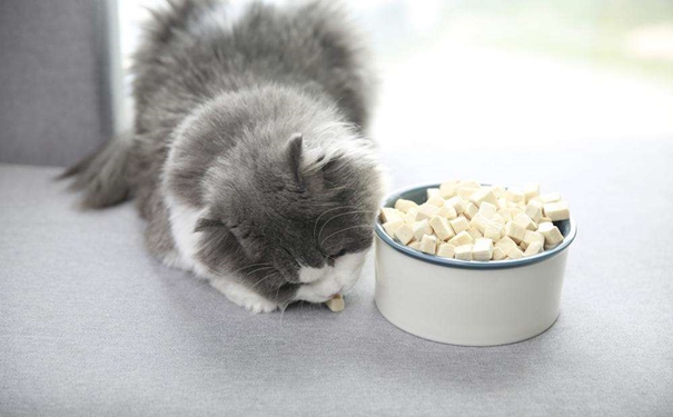 凍干寵物食品進口報關 凍干寵物食品進口報關的流程是怎樣的?