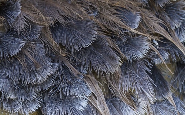 【進口鴕鳥毛清關代理】的流程,一般貿易進口鴕鳥毛 進口鴕鳥毛清關代理