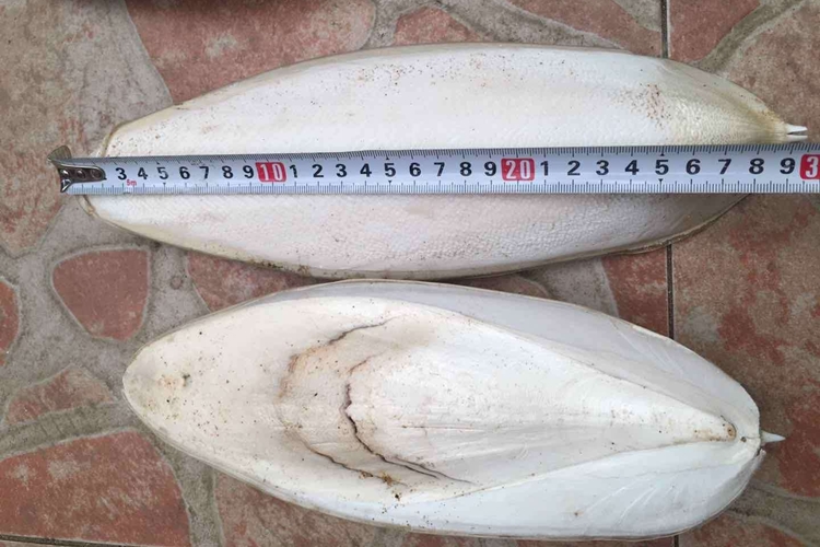 工業(yè)用墨魚骨代理報關公司 墨魚骨進口清關.jpg