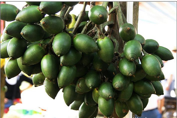 進(jìn)口檳榔果報關(guān)代理