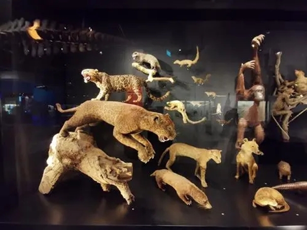 1638358728158483.jpg 廣州動物標(biāo)本進口清關(guān)公司帶你了解標(biāo)本進口.webp_副本.jpg