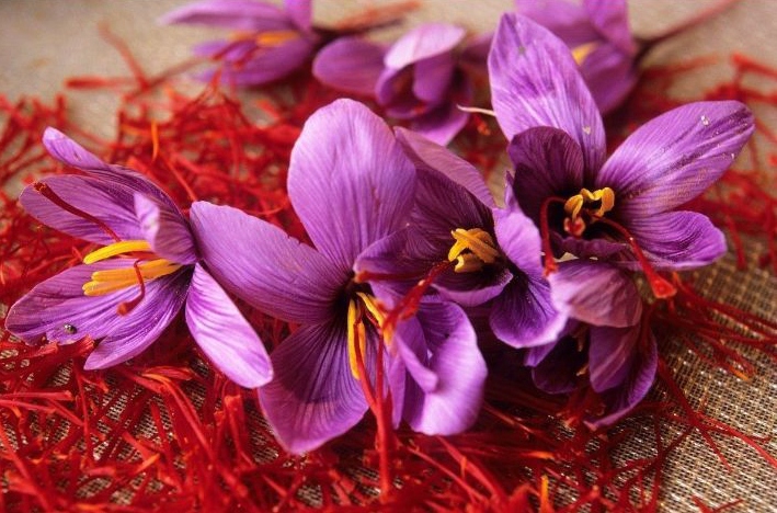 伊朗西紅花進(jìn)口清關(guān)流程 伊朗西紅花進(jìn)口清關(guān)流程